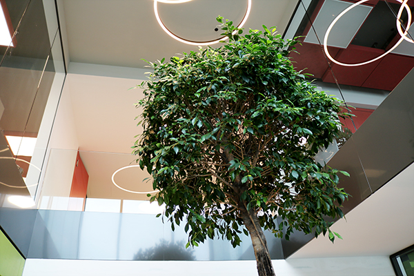 BBRZ-R&auml;umlichkeiten Baum